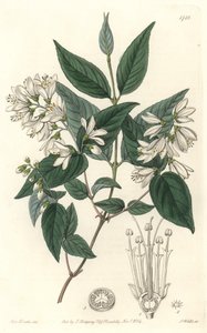 Deutzie rude, nativa del Giappone