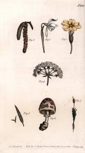 Diversi calici: primula, bucaneve, nocciolo, cicoria, erba, fungo e muschio. Incisione a rame colorata, illustrazione di Sydenham Edwards per le Conferenze di Botanica, Giardino Botanico di Lambeth (Inghilterra) da Sydenham Teast Edwards