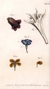 Diverse corolle: la belladonna, la stramonio datura, la grande pervinca e il giroflee dei muri da Sydenham Teast Edwards