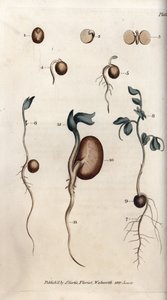 Diversi stadi di germinazione del seme di pisello e del fagiolo comune da Sydenham Teast Edwards
