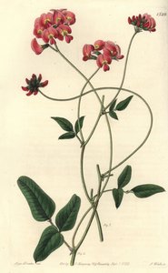 Kennedya dilatata. Incisione a mano colorata a rame di S. Watts da un
