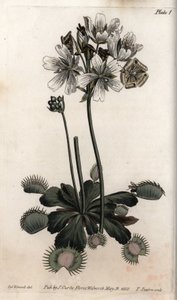 Dionea acchiappa mosche o trappola per lupi da Sydenham Teast Edwards