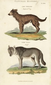 Cane e Lupo - Cane da pastore, Canis familiaris, e lupo, Canis lupus da Sydenham Teast Edwards