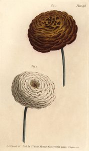 Varietà di ranuncolo doppio, Ranunculus asiaticus da Sydenham Teast Edwards