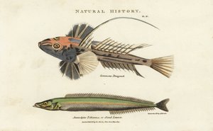 Dragonnet lyre e lancon equille - Dragonetto comune, Callionymus lyra, e anguilla di sabbia minore, Ammodytes tobianus