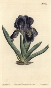 Iris nano - Iris x binata da Sydenham Teast Edwards