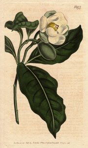 Magnolia nana, con fiore bianco, nativa di Cina e Giava da Sydenham Teast Edwards