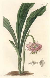 Orchidea terrestre, originaria dello Sri Lanka da Sydenham Teast Edwards