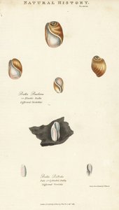 Bula elastica e bula pallida da Sydenham Teast Edwards