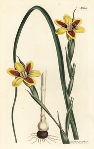 Moraea elegans da Sydenham Teast Edwards
