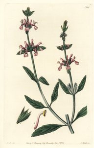 Stachys albicaulis da Sydenham Teast Edwards
