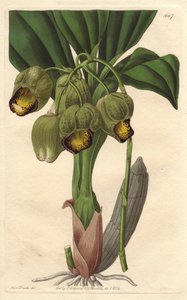 Orchidea epifita, catasetum giallo pallido, nativa del Brasile da Sydenham Teast Edwards