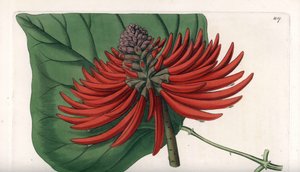 Erythrina varietà, albero di fiori rossi tropicali da Sydenham Teast Edwards