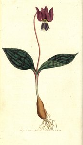 Eritronio dente di cane (o Satyrion rosso) - Violetta dente di cane, Erythronium dens-canis