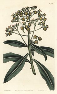 Euforbia mellifera da Sydenham Teast Edwards