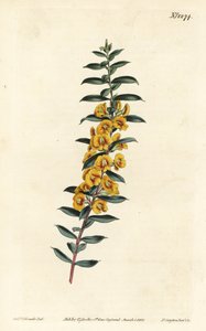 Eutaxia myrtifolia (Dillwynia obovata). Incisione a mano colorata a rame di F. Sansom Jr. da un