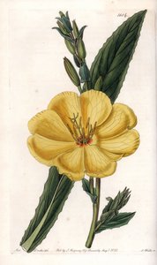 Enotera con grandi fiori (incisione di S.Watts, illustrazione di Sarah Anne Drake, dal Botanical Register di Sydenham Edwards) da Sydenham Teast Edwards