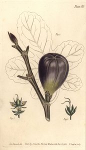 Fico, Ficus carica, Trioecia con fiori ermafroditi, maschili 2 e femminili 3 separati da Sydenham Teast Edwards