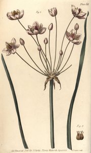 Giunco fiorito, Butomus umbellatus