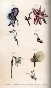 Fiori di aconito, ancholia, galanthus, elleboro e salice piangente, con dettagli di pistilli ed etamine
