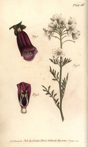 Digitale, Digitalis purpurea, Didynamia da Sydenham Teast Edwards