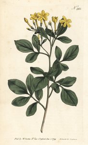 Gelsomino fragrante - Jasminum odoratissimum. Incisione a mano colorata a rame di Sansom da un