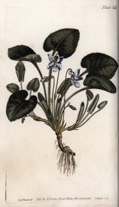 Viola odorosa (incisione colorata di Sydenham Edwards per le Conferences of Botanical, Botanical Garden of Lambeth) da Sydenham Teast Edwards