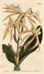 Epidendrum ciliare da Sydenham Teast Edwards