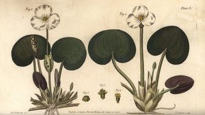 Erba ranocchia, Hydrocharis morsus-ranae, Dioecia da Sydenham Teast Edwards
