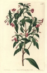 Varietà di fucsia - Fuchsia bacillaris da Sydenham Teast Edwards