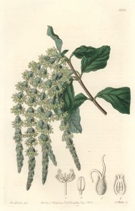 Garrya con foglie ellittiche da Sydenham Teast Edwards