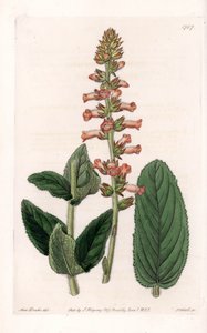 Genera Varietà da Sydenham Teast Edwards