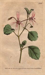 Geranio con foglia di acetosa
