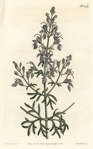 Germandrea d