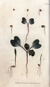 Germinazione dei semi di ravanello, grano comune e orzo comune da Sydenham Teast Edwards