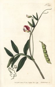 Gesse climene - Lathyrus clymenum (Lathyrus articulatus). Incisione a mano colorata a rame di Sansom da un