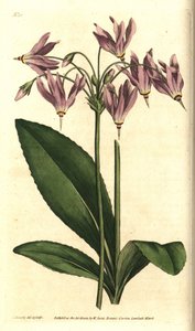 Giroselle della Virginia - Dodecatheon meadia. Incisione a mano colorata a rame da un