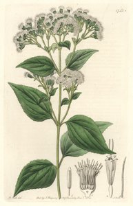 Eupatorium ghiandolare, nativo del Messico - Acquaforte di S. Watts da un
