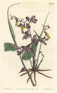 Globba radicalis (Ragazze dell