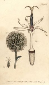 Cardo globo, Echinops sphaerocephalus