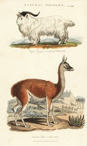Capra e lama (capra a corna lunghe, Capra aegagrus, e lama, Lama glama) (incisione a mano colorata di Sydenham Edwards dal Pantologia di John Mason Good) da Sydenham Teast Edwards