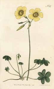 Piede di capra - Oxalis caprina da Sydenham Teast Edwards