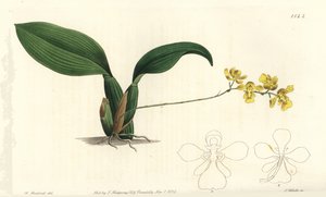 Oncidium cornigerum da Sydenham Teast Edwards