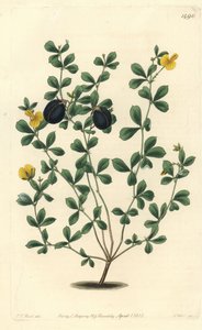 Gompholobium marginatum da Sydenham Teast Edwards