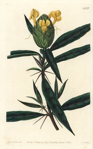 Barleria a fiori di luppolo, Barleria lupulina da Sydenham Teast Edwards