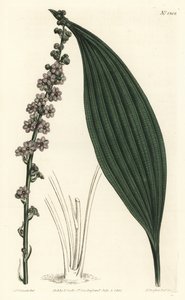 Teta a fiori verdi, Peliosanthes teta. Incisione a mano colorata a rame di F. Sansom Jr. da un
