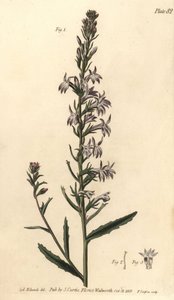Lobelia di brughiera, Lobelia urens, Polygamia monogamia