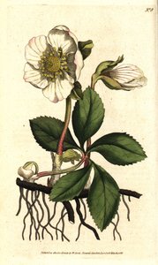 Elleboro nero o rosa di Natale - Rosa di Natale o elleboro nero, Helleborus niger da Sydenham Teast Edwards