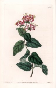 Erba varietà