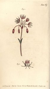 Fiore ermafrodita con sette pistilli, Heptagynia, Septas capensis (incisione a mano colorata di F. Sansom da un
